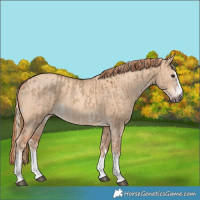 Horse Color:Gray White Spotted Liver Red Dun Mushroom  and Gold Champagne Dun 