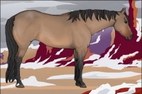 Horse Color:Bay Dun 
