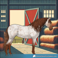 Horse Color:Red Dun Roan 