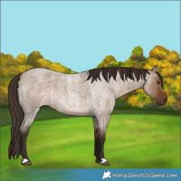 Horse Color:Liver Red Dun Roan  and Liver Red Dun Roan 