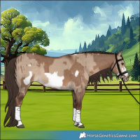 Horse Color:Liver Red Dun Tobiano  and Liver Red Dun Sabino Frame 