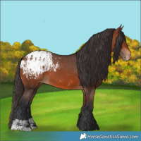 Horse Color:Bay Appaloosa  and Bay Appaloosa 