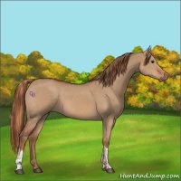 Horse Color:Red Dun  and Red Dun 