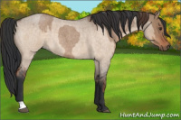 Horse Color:Liver Red Dun Roan  and Brown Roan Dun 