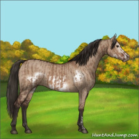 Horse Color:Liver Red Dun  and Liver Red Dun Frame 