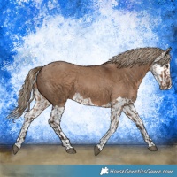 Horse Color:Liver Red Dun  and Liver Red Dun Splash 