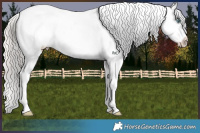 Horse Color:Cremello Appaloosa 