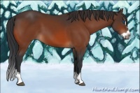 Horse Color:Bay Splash Frame 