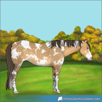 Horse Color:White Spotted Sable Cream Champagne