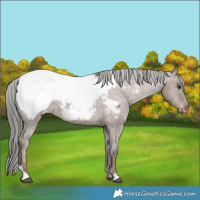 Horse Color:Liver Red Dun Mushroom Appaloosa Brindle 