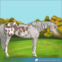Horse Color:Liver Red Dun Mushroom Appaloosa Brindle 