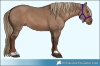 Horse Color:Liver Red Dun  and Liver Red Dun 