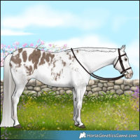 Horse Color:Liver Red Dun Mushroom Appaloosa Brindle