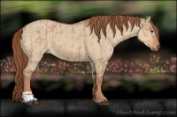 Horse Color:Red Dun  and Red Dun 