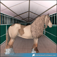 Horse Color:Liver Red Dun and Gold Champagne Dun