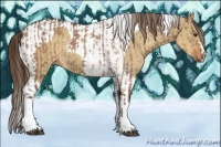 Horse Color:Liver Red Dun  and Chocolate Palomino Dun Tobiano 