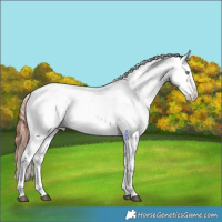 Horse Color:Brown Dun Sabino Splash Appaloosa