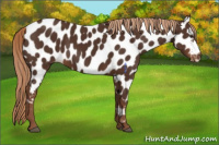 Horse Color:Liver Chestnut Appaloosa 