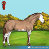Horse Color:Red Dun  and Red Dun Splash 