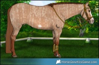 Horse Color:Red Dun  and Red Dun Frame 
