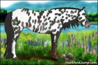 Horse Color:Liver Chestnut Near Leopard 