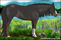 Horse Color:Liver Chestnut