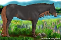 Horse Color:Liver Chestnut 