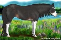 Horse Color:Liver Chestnut Sabino