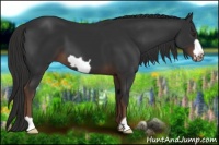 Horse Color:Liver Chestnut Frame