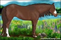 Horse Color:Liver Chestnut 
