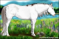 Horse Color:Liver Chestnut Sabino 
