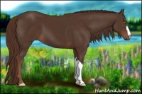 Horse Color:Liver Chestnut 