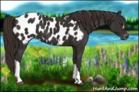 Horse Color:Liver Chestnut Appaloosa