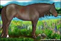 Horse Color:Liver Chestnut