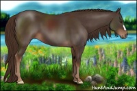 Horse Color:Liver Chestnut 