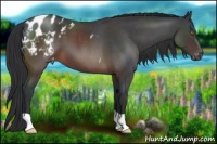 Horse Color:Brown Roan Appaloosa 