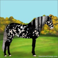 Horse Color:Bay Dun Tobiano Leopard