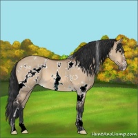 Horse Color:White Spotted Bay Dun Sabino