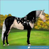 Horse Color:ERROR: UNKNOWN ANOMALY