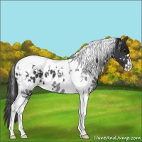 Horse Color:White Spotted Black Tobiano Appaloosa 