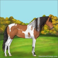 Horse Color:Bay Tobiano 