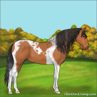 Horse Color:Bay Tobiano 