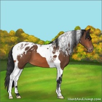 Horse Color:Bay Tobiano Appaloosa 