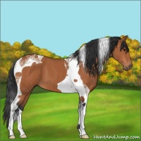 Horse Color:Bay Tobiano 