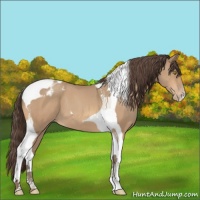 Horse Color:Amber Champagne Tobiano Appaloosa 