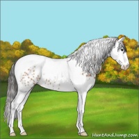 Horse Color:Bay Sabino Splash Tobiano Appaloosa 