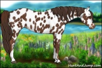 Horse Color:Liver Chestnut Near Leopard