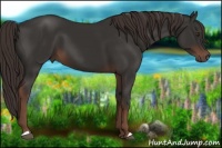 Horse Color:Liver Chestnut 