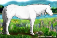 Horse Color:Liver Chestnut Appaloosa