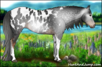 Horse Color:Gray Liver Chestnut Tobiano Blanket